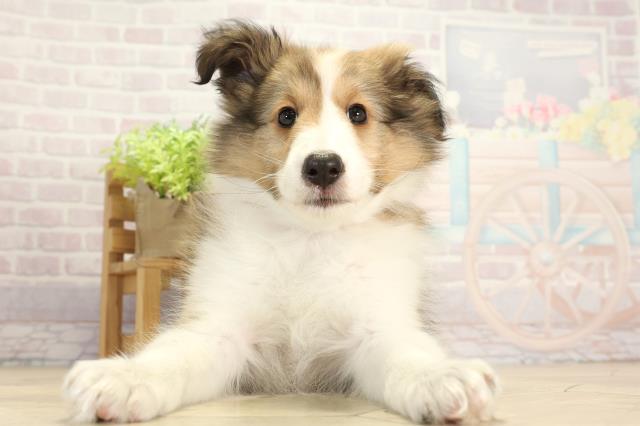 愛知県のシェットランドシープドッグ (Coo&RIKU半田店/2025年11月16日生まれ/女の子/セーブルホワイト)の子犬の1枚目の画像