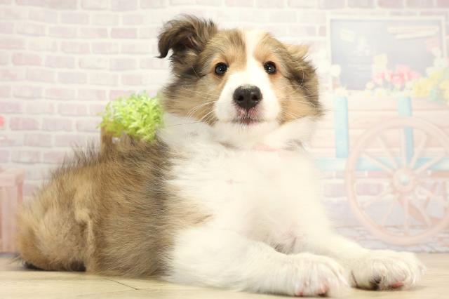 愛知県のシェットランドシープドッグ (Coo&RIKU半田店/2025年11月16日生まれ/女の子/セーブルホワイト)の子犬の2枚目の画像