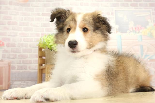 愛知県のシェットランドシープドッグ (Coo&RIKU半田店/2025年11月16日生まれ/女の子/セーブルホワイト)の子犬の3枚目の画像