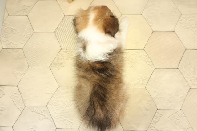 愛知県のシェットランドシープドッグ (Coo&RIKU半田店/2025年11月16日生まれ/女の子/セーブルホワイト)の子犬の4枚目の画像