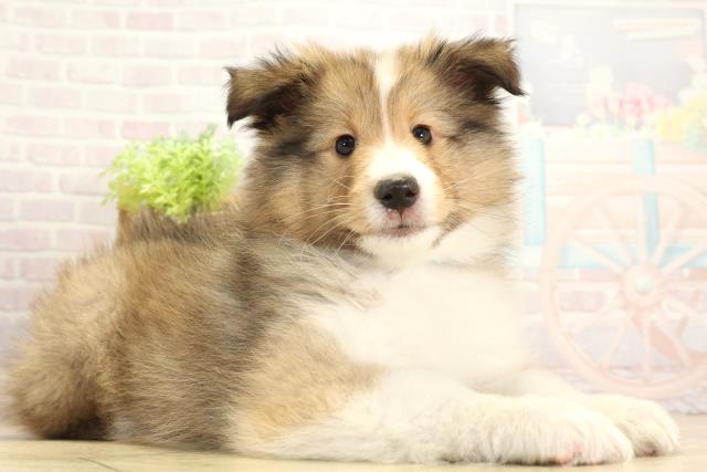 愛知県のシェットランドシープドッグ (Coo&RIKU東海店/2025年11月16日生まれ/男の子/セーブルホワイト)の子犬の2枚目の画像