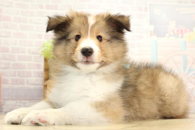 愛知県のシェットランドシープドッグ (Coo&RIKU東海店/2025年11月16日生まれ/男の子/セーブルホワイト)の子犬の3枚目の画像