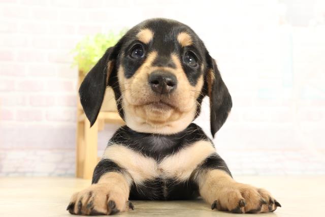 愛知県のミニチュアダックスフンド(スムース) (Coo&RIKU東海店/2025年11月18日生まれ/女の子/ブラックタン)の子犬の1枚目の画像