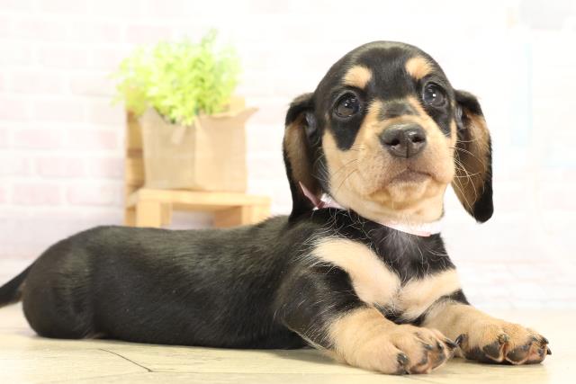 愛知県のミニチュアダックスフンド(スムース) (Coo&RIKU東海店/2025年11月18日生まれ/女の子/ブラックタン)の子犬の2枚目の画像