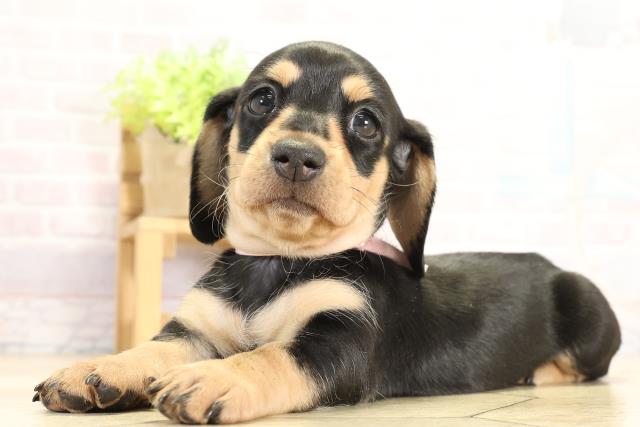 愛知県のミニチュアダックスフンド(スムース) (Coo&RIKU東海店/2025年11月18日生まれ/女の子/ブラックタン)の子犬の3枚目の画像