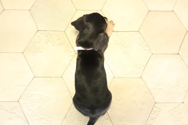 愛知県のミニチュアダックスフンド(スムース) (Coo&RIKU東海店/2025年11月18日生まれ/女の子/ブラックタン)の子犬の4枚目の画像