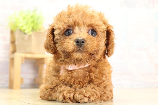 トイ・プードル
