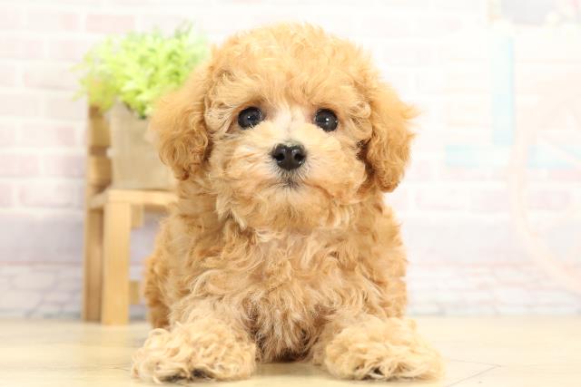 トイ・プードル