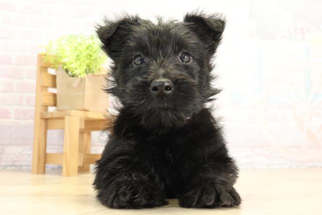 東京都のスコティッシュテリア (Coo&RIKU府中店/2025年11月18日生まれ/女の子/ブラック)の子犬の1枚目の画像