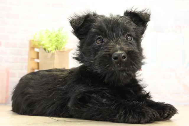 東京都のスコティッシュテリア (Coo&RIKU府中店/2025年11月18日生まれ/女の子/ブラック)の子犬の2枚目の画像