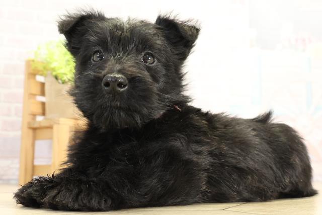 東京都のスコティッシュテリア (Coo&RIKU府中店/2025年11月18日生まれ/女の子/ブラック)の子犬の3枚目の画像