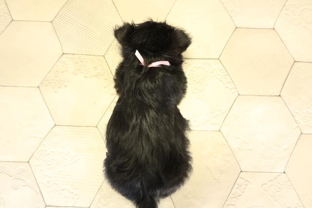 東京都のスコティッシュテリア (Coo&RIKU府中店/2025年11月18日生まれ/女の子/ブラック)の子犬の4枚目の画像