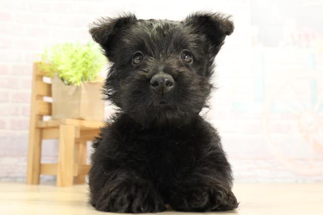 東京都のスコティッシュテリア (Coo&RIKU府中店/2025年11月18日生まれ/男の子/ブラック)の子犬の1枚目の画像