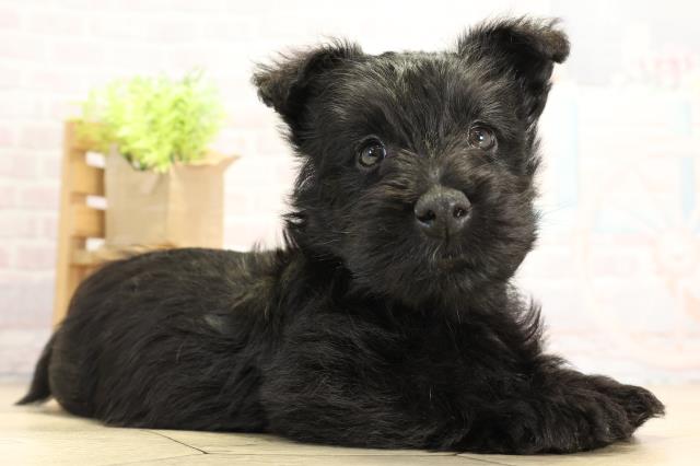 東京都のスコティッシュテリア (Coo&RIKU府中店/2025年11月18日生まれ/男の子/ブラック)の子犬の2枚目の画像