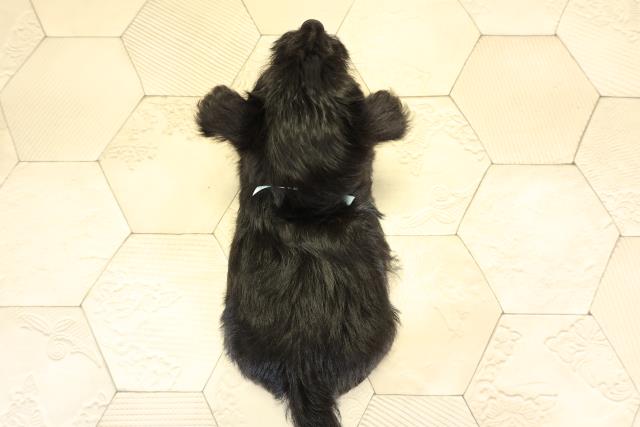 東京都のスコティッシュテリア (Coo&RIKU府中店/2025年11月18日生まれ/男の子/ブラック)の子犬の4枚目の画像