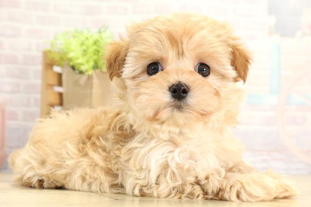 愛知県のマルプー(マルチーズ×プードル) (Coo&RIKU瀬港線守山店/2025年11月18日生まれ/男の子/アプリコット)の子犬の2枚目の画像