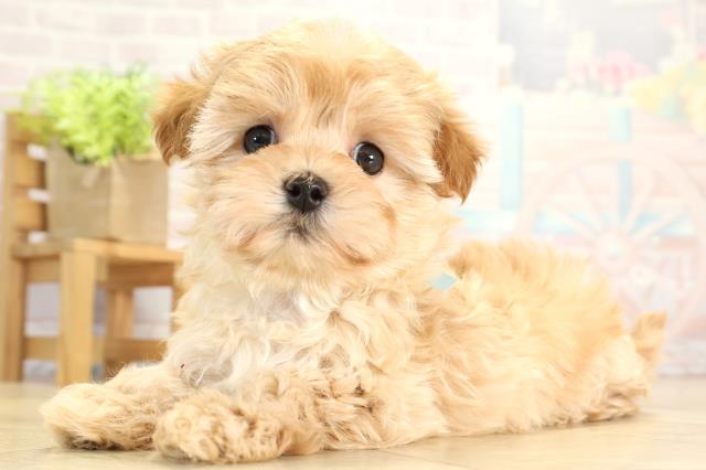 愛知県のマルプー(マルチーズ×プードル) (Coo&RIKU瀬港線守山店/2025年11月18日生まれ/男の子/アプリコット)の子犬の3枚目の画像