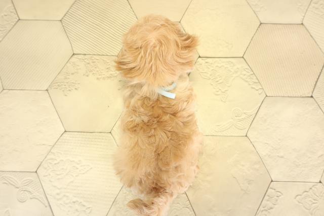 愛知県のマルプー(マルチーズ×プードル) (Coo&RIKU瀬港線守山店/2025年11月18日生まれ/男の子/アプリコット)の子犬の4枚目の画像