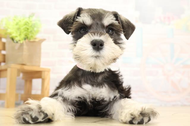 ミニチュア・シュナウザー