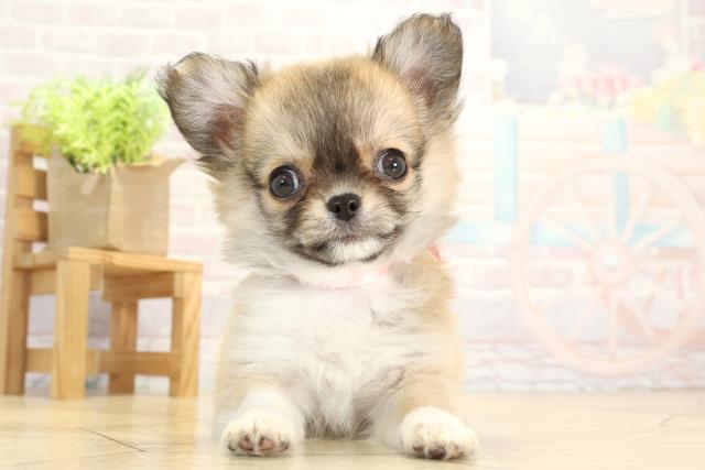 愛知県のチワワ(ロング) (Coo&RIKU豊橋店/2025年11月14日生まれ/女の子/フォーンホワイト)の子犬の1枚目の画像