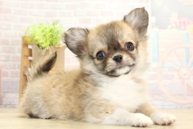 愛知県のチワワ(ロング) (Coo&RIKU豊橋店/2025年11月14日生まれ/女の子/フォーンホワイト)の子犬の2枚目の画像