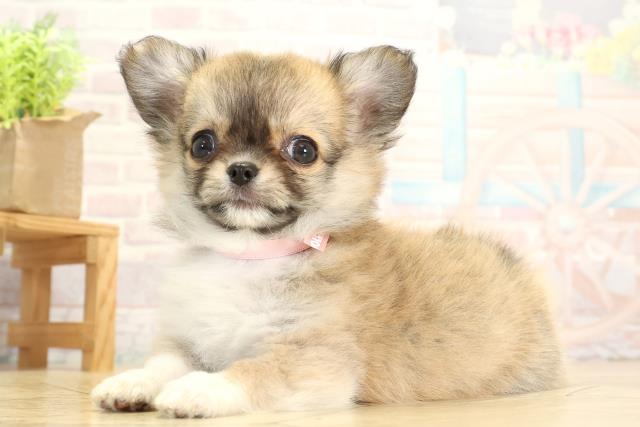 愛知県のチワワ(ロング) (Coo&RIKU豊橋店/2025年11月14日生まれ/女の子/フォーンホワイト)の子犬の3枚目の画像