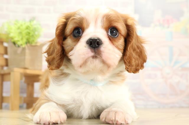 愛知県のキャバリアキングチャールズスパニエル (Coo&RIKU瀬港線守山店/2025年11月19日生まれ/男の子/ブレンハイム)の子犬の1枚目の画像