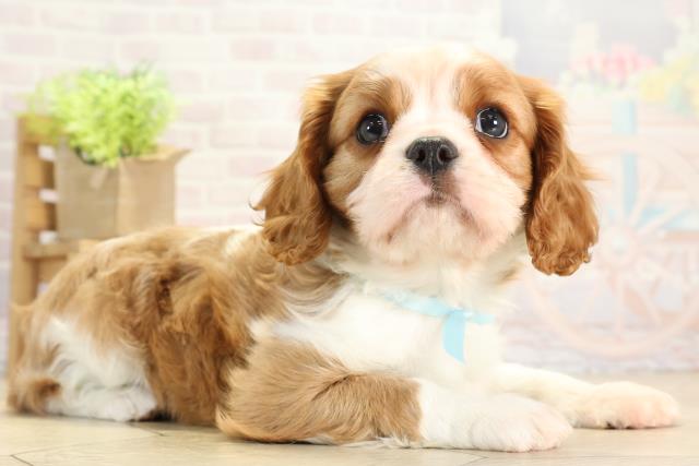 愛知県のキャバリアキングチャールズスパニエル (Coo&RIKU瀬港線守山店/2025年11月19日生まれ/男の子/ブレンハイム)の子犬の2枚目の画像