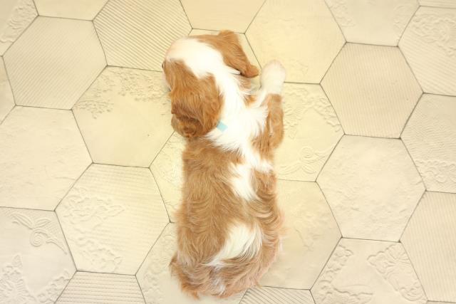 愛知県のキャバリアキングチャールズスパニエル (Coo&RIKU瀬港線守山店/2025年11月19日生まれ/男の子/ブレンハイム)の子犬の4枚目の画像