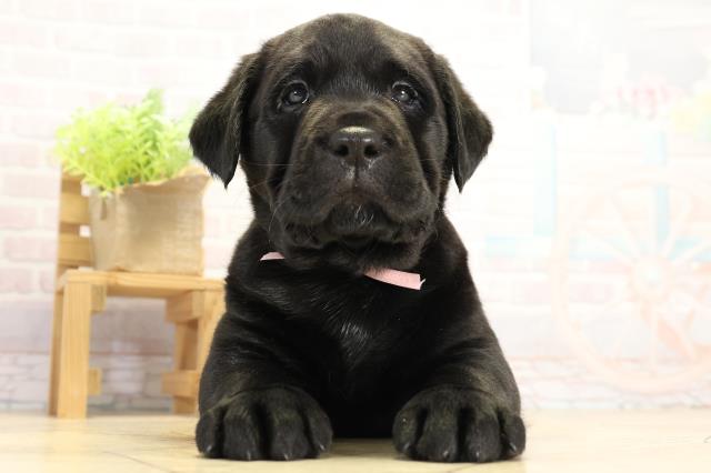 愛知県のラブラドールレトリーバー (Coo&RIKU東海店/2025年11月19日生まれ/女の子/ブラック)の子犬の1枚目の画像
