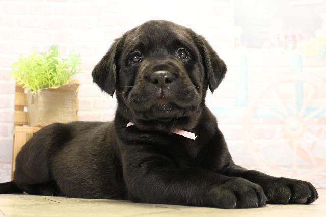 愛知県のラブラドールレトリーバー (Coo&RIKU東海店/2025年11月19日生まれ/女の子/ブラック)の子犬の2枚目の画像
