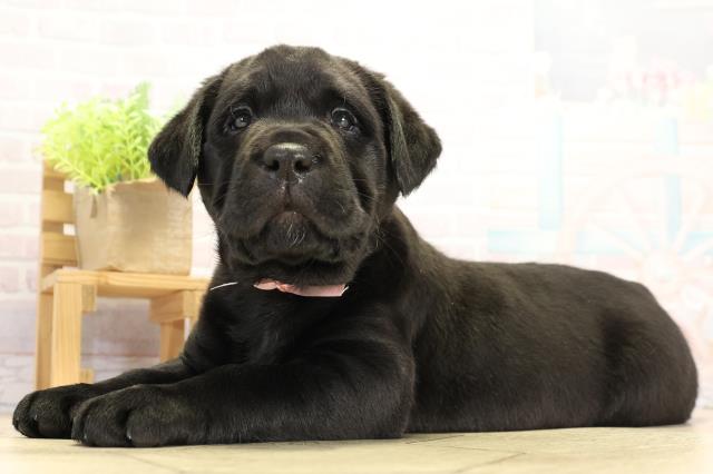 愛知県のラブラドールレトリーバー (Coo&RIKU東海店/2025年11月19日生まれ/女の子/ブラック)の子犬の3枚目の画像