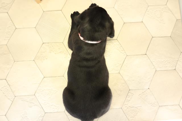 愛知県のラブラドールレトリーバー (Coo&RIKU東海店/2025年11月19日生まれ/女の子/ブラック)の子犬の4枚目の画像