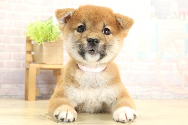 愛知県の柴犬(標準サイズ) (Coo&RIKU瀬港線守山店/2025年11月16日生まれ/女の子/赤)の子犬の1枚目の画像