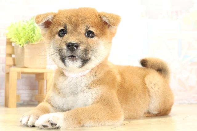 愛知県の柴犬(標準サイズ) (Coo&RIKU瀬港線守山店/2025年11月16日生まれ/女の子/赤)の子犬の3枚目の画像