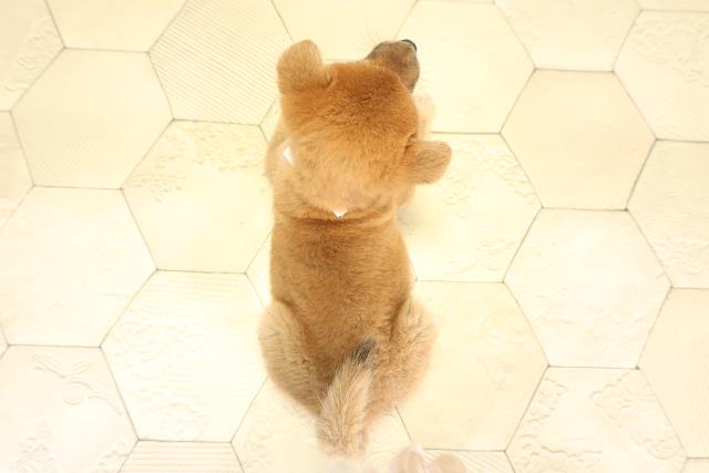 愛知県の柴犬(標準サイズ) (Coo&RIKU瀬港線守山店/2025年11月16日生まれ/女の子/赤)の子犬の4枚目の画像