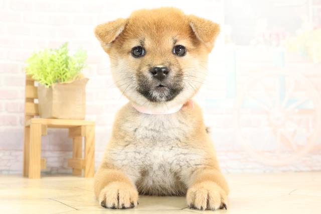 愛知県の柴犬(標準サイズ) (Coo&RIKU豊橋店/2025年11月16日生まれ/女の子/赤)の子犬の1枚目の画像