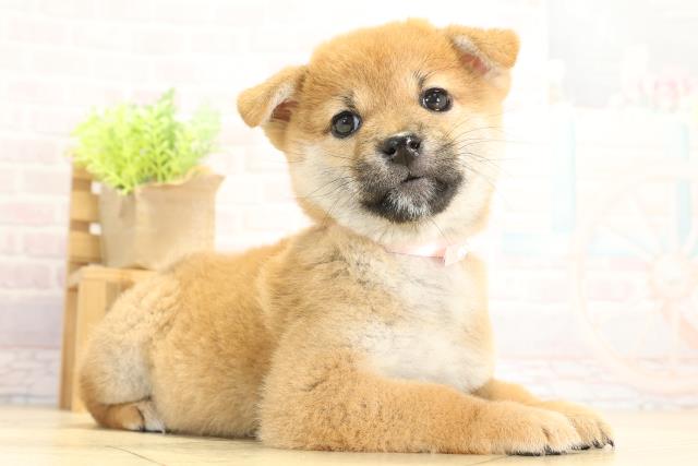 愛知県の柴犬(標準サイズ) (Coo&RIKU豊橋店/2025年11月16日生まれ/女の子/赤)の子犬の2枚目の画像