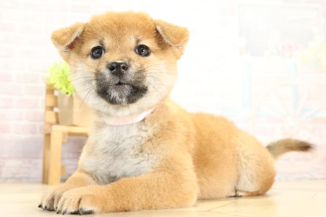 愛知県の柴犬(標準サイズ) (Coo&RIKU豊橋店/2025年11月16日生まれ/女の子/赤)の子犬の3枚目の画像