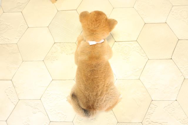 愛知県の柴犬(標準サイズ) (Coo&RIKU豊橋店/2025年11月16日生まれ/女の子/赤)の子犬の4枚目の画像