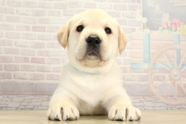 愛知県のラブラドールレトリーバー (Coo&RIKU名古屋滝ノ水店/2025年11月19日生まれ/男の子/イエロー)の子犬の1枚目の画像
