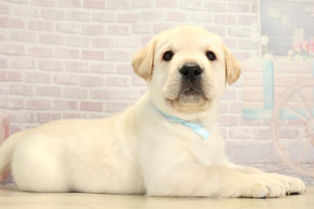 愛知県のラブラドールレトリーバー (Coo&RIKU名古屋滝ノ水店/2025年11月19日生まれ/男の子/イエロー)の子犬の2枚目の画像