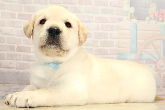 愛知県のラブラドールレトリーバー (Coo&RIKU名古屋滝ノ水店/2025年11月19日生まれ/男の子/イエロー)の子犬の3枚目の画像