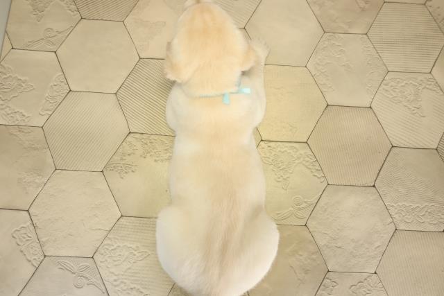 愛知県のラブラドールレトリーバー (Coo&RIKU名古屋滝ノ水店/2025年11月19日生まれ/男の子/イエロー)の子犬の4枚目の画像