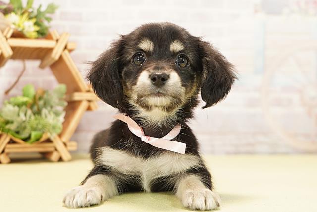 愛知県のチワックス(チワワ×ダックス) (Coo&RIKU東海店/2025年11月18日生まれ/女の子/ブラッククリーム)の子犬の1枚目の画像