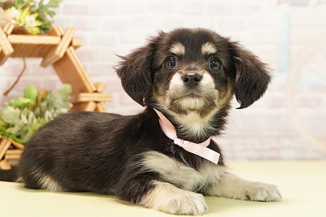 愛知県のチワックス(チワワ×ダックス) (Coo&RIKU東海店/2025年11月18日生まれ/女の子/ブラッククリーム)の子犬の2枚目の画像