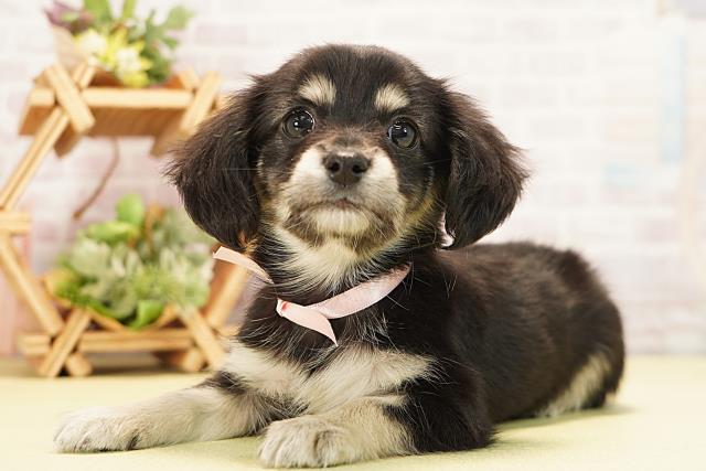 愛知県のチワックス(チワワ×ダックス) (Coo&RIKU東海店/2025年11月18日生まれ/女の子/ブラッククリーム)の子犬の3枚目の画像