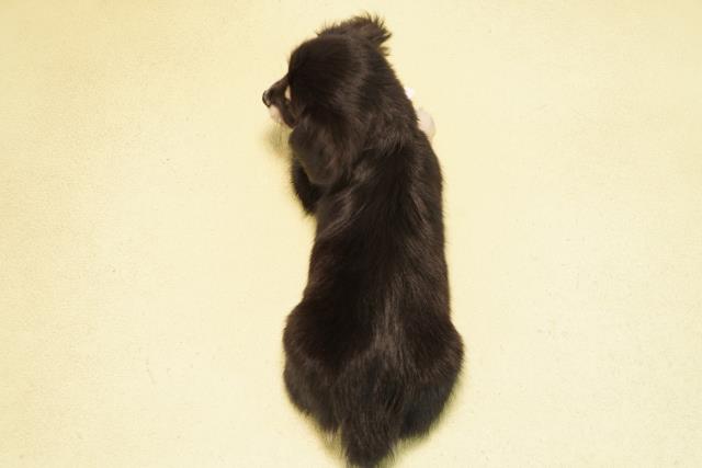 愛知県のチワックス(チワワ×ダックス) (Coo&RIKU東海店/2025年11月18日生まれ/女の子/ブラッククリーム)の子犬の4枚目の画像