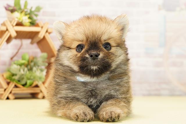 愛知県のポメチワ/チワポメ/ポメチー(ポメラニアン×チワワ) (Coo&RIKU豊橋店/2025年11月19日生まれ/男の子/オレンジ)の子犬の1枚目の画像