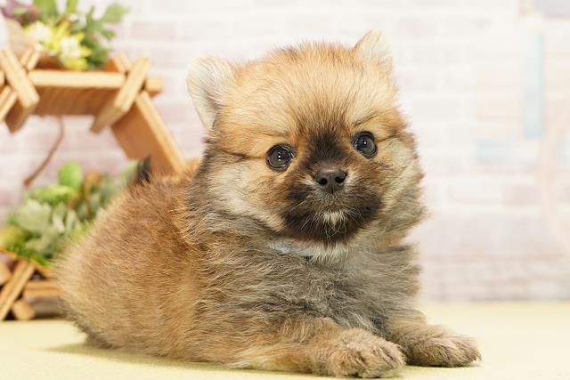 愛知県のポメチワ/チワポメ/ポメチー(ポメラニアン×チワワ) (Coo&RIKU豊橋店/2025年11月19日生まれ/男の子/オレンジ)の子犬の2枚目の画像